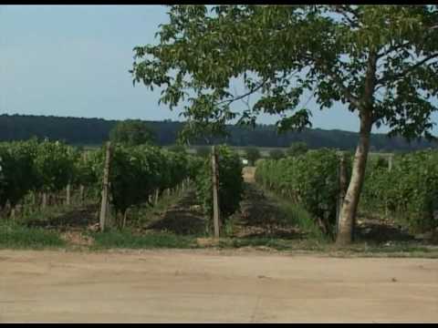 Vin de santimreu_crama_ur_podgorie_2010.flv