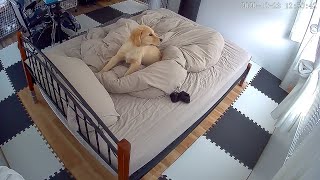 - I checked the situation while I was away with a surveillance camera 【Golden Retriever Puppy】