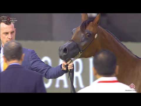 N 68 ALREEM AL HAWAJER   Al Shiraa International Arabian Horse Show 2020