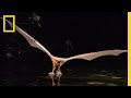 Catfish Vs Bat National Geographic