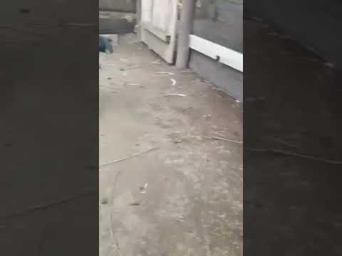 model bol the ra babu. #hashtag #models #model_jaini_video #viralshorts #likes