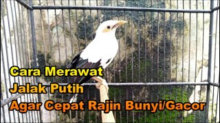 Download lagu Cara Merawat Jalak Putih Agar Cepat Rajin Bunyi dan Gacor mp3