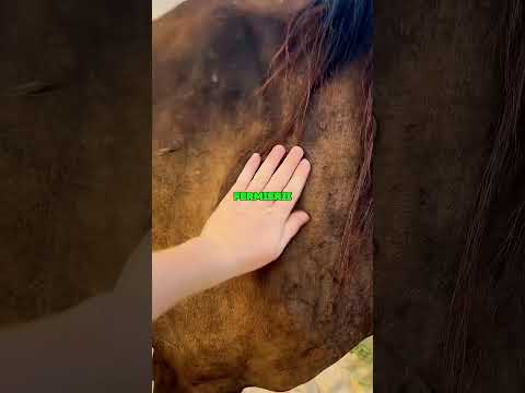 Prinde Această Insectă Imediat Dacă O Vezi Pe Calul Tău!#viral #shorts