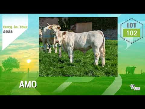 Lot 102 - Sélection SG 2025