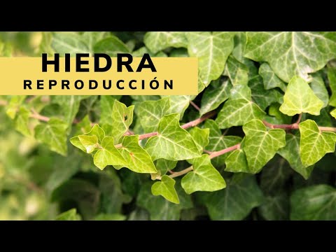 , title : 'Reproducción y crecimiento de las hiedras - Bricomanía - @Jardinatis'