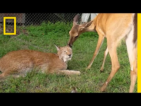 ラモン・マルガレフについて詳しく解説