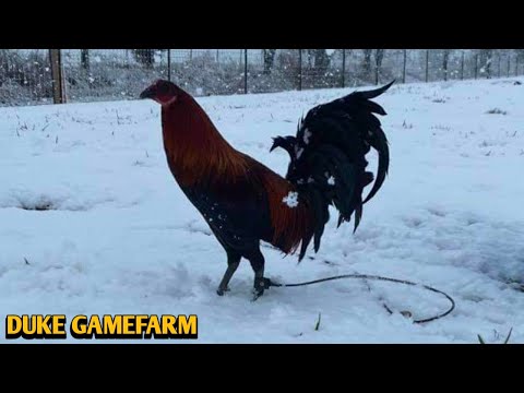 Black Grey Brownred - DUKE FARMS