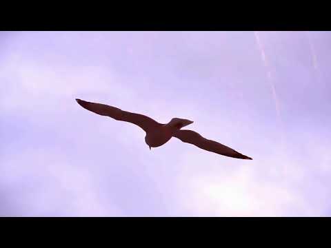 Platunoff - Flying Over Water (Gary Afterlife Remix)