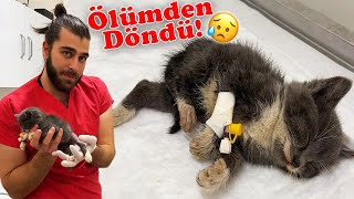 ARABA EZMİŞ! Ölümden Dönen Yavru Kedinin Yaşam Savaşı!
