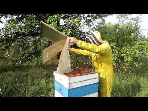 Пчеловодство.Проверка запасов корма у пчёл после кормления сиропом.Подготовка гнезда в зиму.