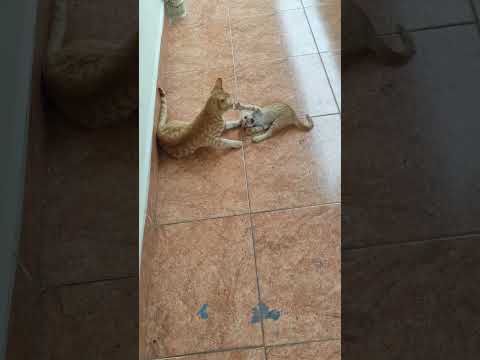 Kittens playing #kitten #orangecat #cat #browncat #beautiful #catfight #love #live #catlover #cats