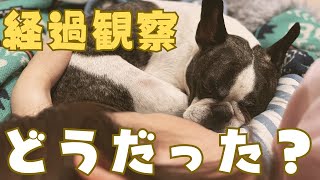 抜糸前の経過観察行ってきました🐶