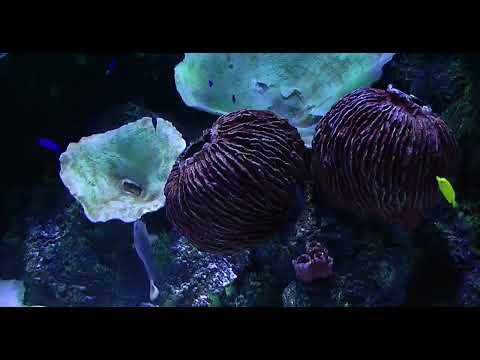 Relaxing Piano Music-Essential Escape ,Stress Relief, Spa Music Relaxation , Massage,and Meditation