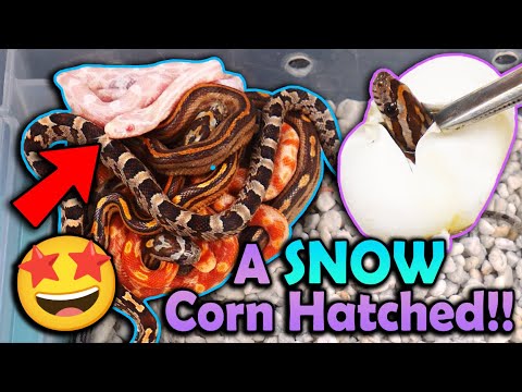 Mystery Corn Snakes Hatching!