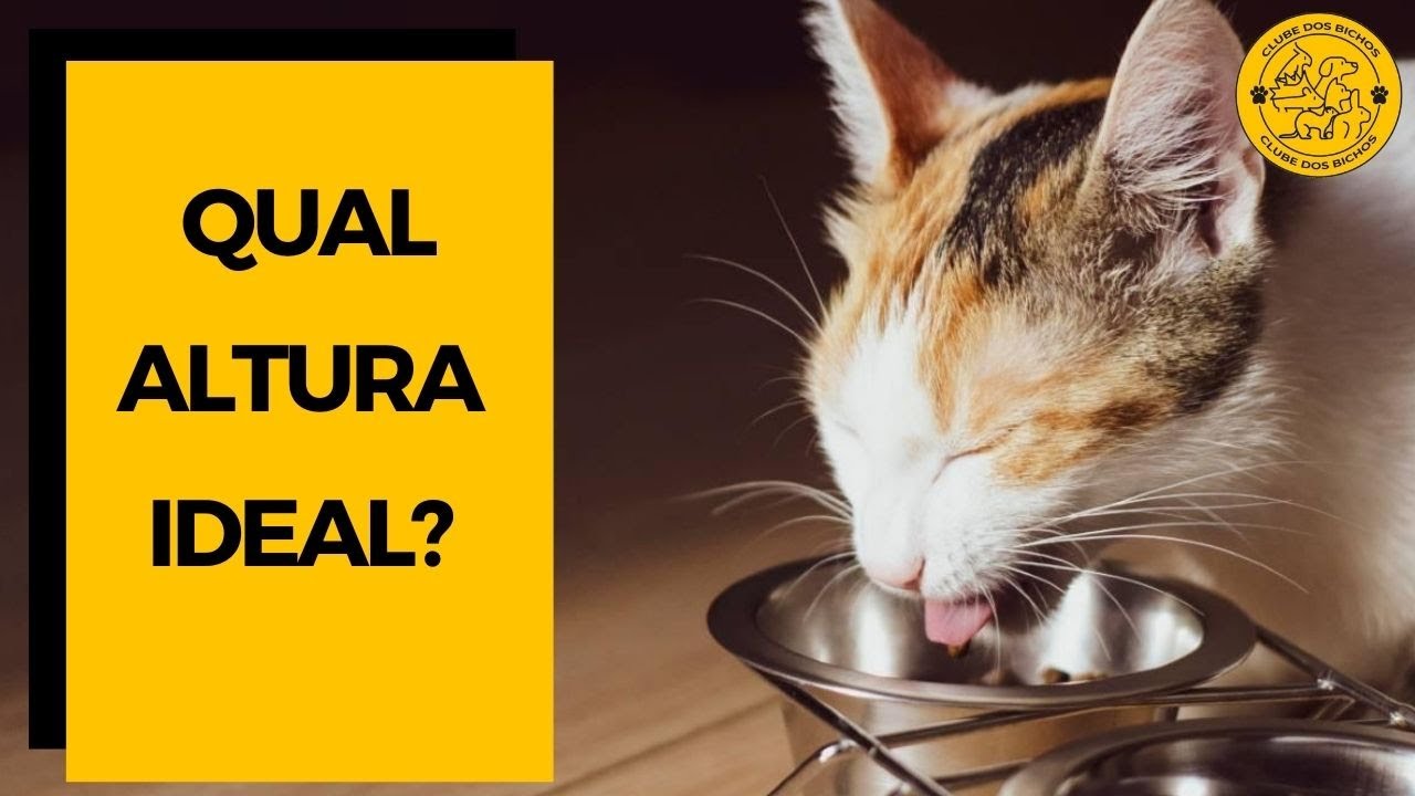 Comedouro e Bebedouro para gatos: QUAL ALTURA IDEAL E PORQUE?