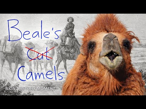 What Are Camels Doing in SCV History?