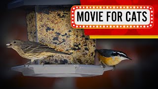 Movie for Cats - Bird Feeder and City birds Video for Cats to watch!