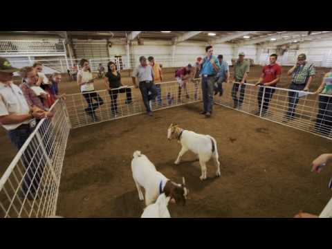 Livestock Judging Camp 2017