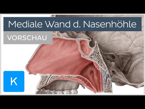 Nasenhöhle: Aufbau der medialen Wand (Vorschau) | Kenhub