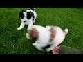 Miniature Poodle dogs for sale: Caramel - Video 1
