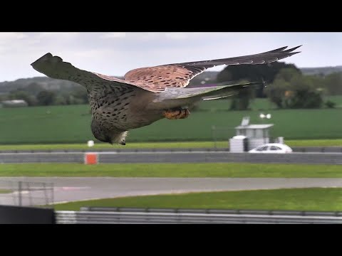 This Kestrel's Next-Level Head Stabilization While Hovering In Place Proves That Nature Is Lit
