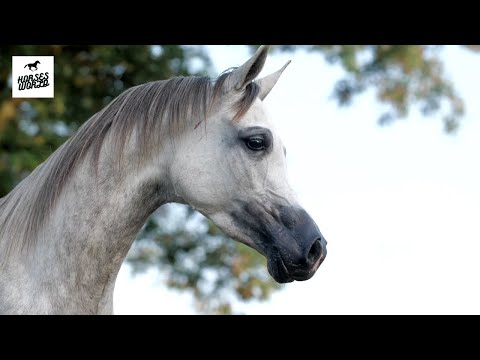 Arabian Horse ARMADA - (Barok x Amiga)