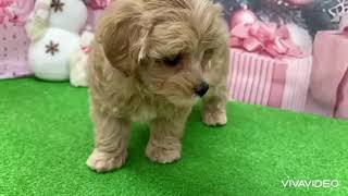 ハーフ犬の動画01