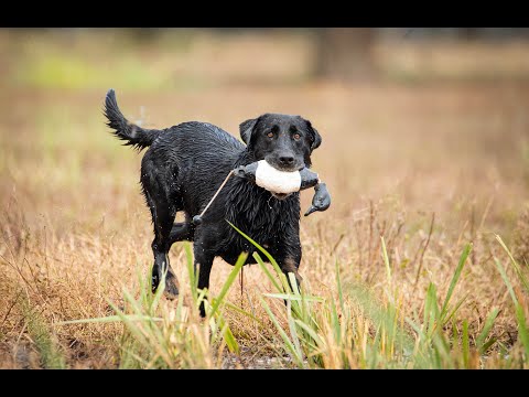 2022 SRS CROWN CHAMPIONSHIP - SHREVEPORT, LA - SHOW  4