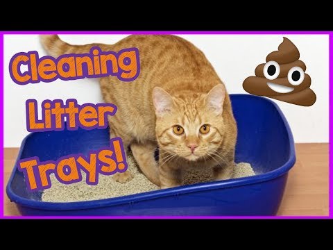 How to properly clean a cat litter tray? - The easy way to clean a litter box!