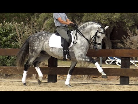 Spanish horse for Sale | Andalusian PRE stallion 2015 - 1,66 m | #MP480
