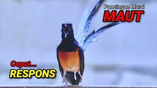 Download lagu Pancingan murai batu agar emosi cepat gacor bongkar isian  mp3