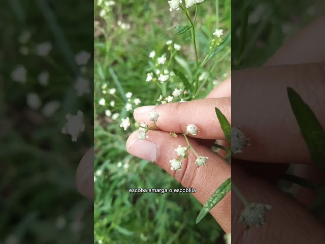 Vídeo relacionado con Guía de la bruja del bosque, Magia tradicional: Descubra la sabiduría de nuestros ancestros, Recurra al poder de las plantas. (ESOTERISMO)