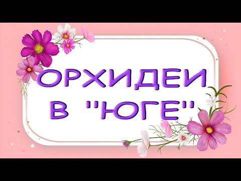 ЗАВОЗ прекрасных ОРХИДЕЙ в "Юге",13.09.22!Магазин "Букет Юг":Самара,ул.Авиационная,8.