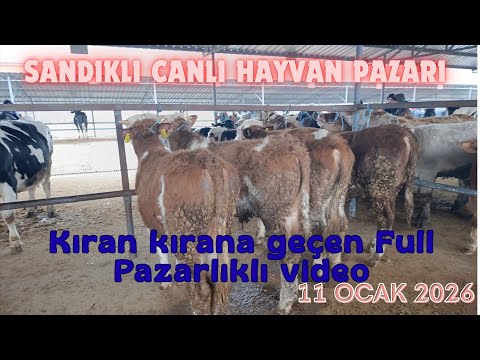 AFYON SANDIKLI CANLI HAYVAN PAZARI 11 OCAK 2026 YENİ - FULL PAZARLIKLI VİDEO 