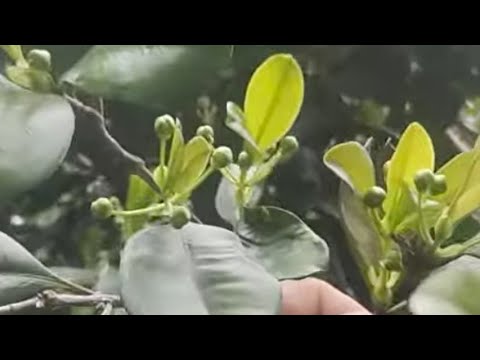 Frutífera produzindo em vaso cereja do Rio grande grumixama jabuticaba Cambucá açaí Jussara pupunha 