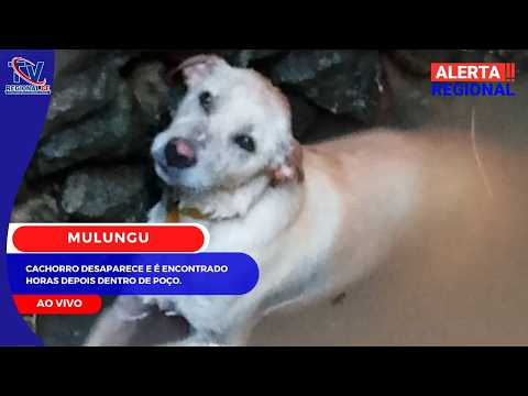 ALERTA REGIONAL - MULUNGU: Cachorro desaparece e é encontrado horas depois dentro de poço.