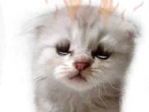 The Kitty Kat That Wanted To Go To Guitar Lessons But Was Sick