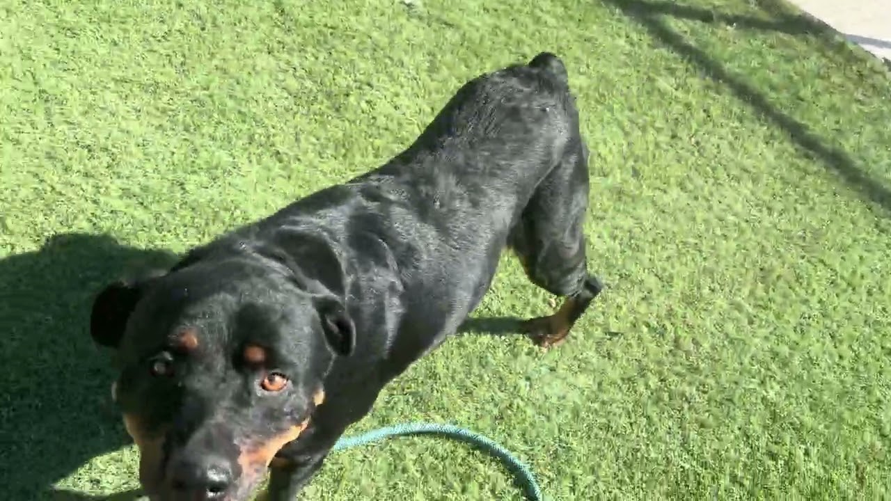 Enlarge OLLY, a Adoptable mixed breed in Wasco, CA video 5/5