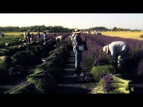 The Business of Lavender
