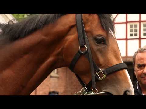 Galopper im Profil - Derbypferd See The Rock