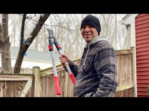 YouTube video about: When is the best time to trim trees in texas?