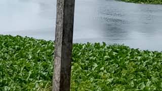 ทดลองเรือท้องแบนไฟเบอร์กลาส ทดลองเรือท้องแบนไฟเบอร์กลาส