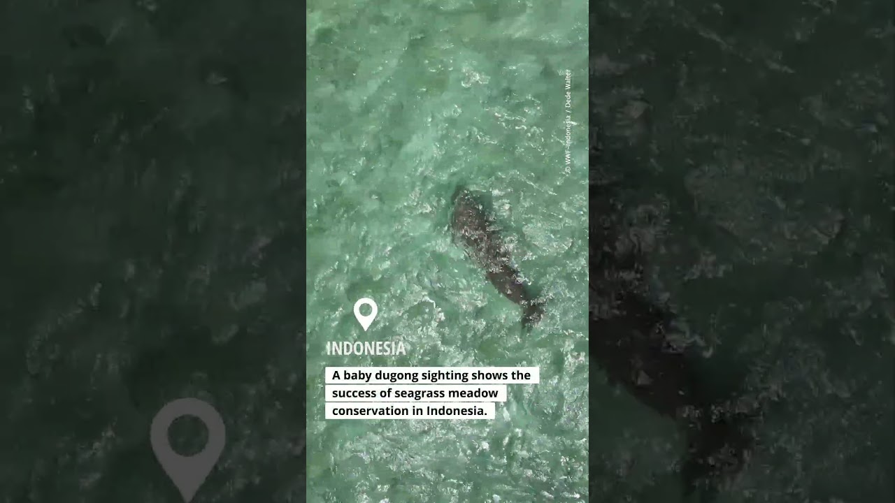 Baby dugong sighting!