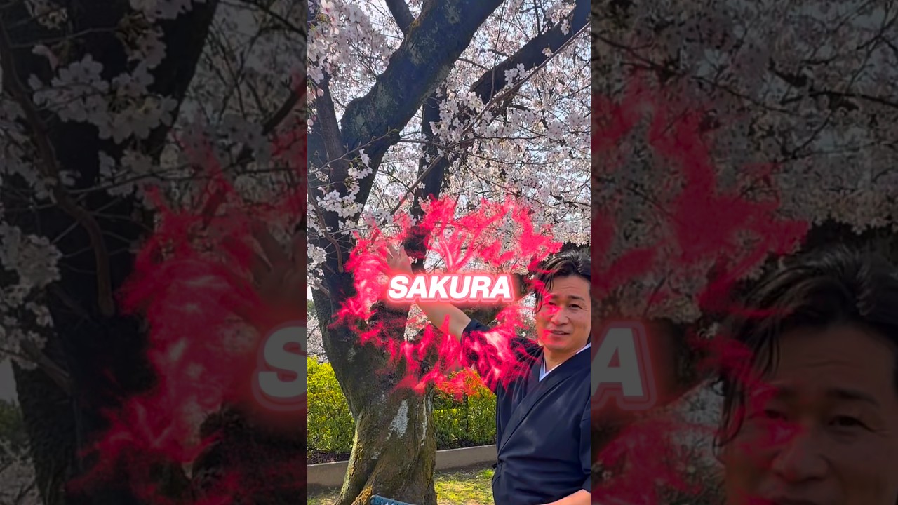 Do you like cherry blossoms?🇯🇵🌸#japan #sakura #samurai