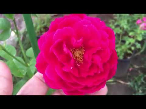 Роза L D Braithwaite - Эл Ди Брейтуэйт, моя малышка!