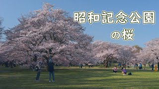 昭和記念公園の桜 4K Cherry blossoms in Showa Kinen Park