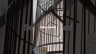 Download lagu Ciwah isian belalang emas mp3