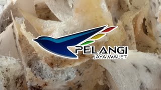 Download lagu NEW PJW ORIGINAL[Pengecekan Pengunaan pull NEW PJW] Alhamdulillah Hasil maksimal 👍👍👍 #new_pjw mp3