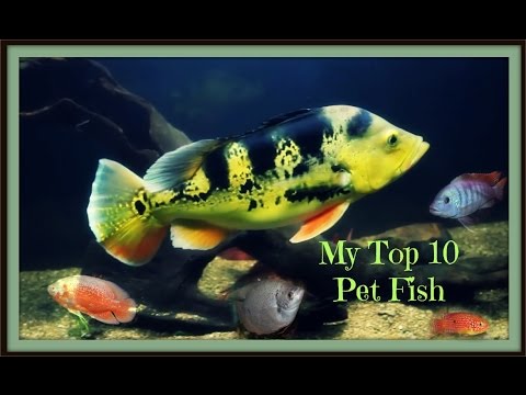 Top 10 Fresh Water Pet Fish