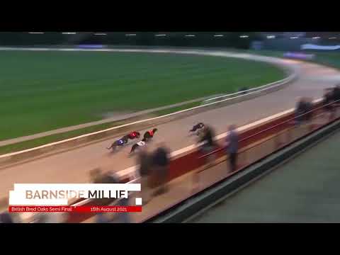 Barnside Millie - BGBF British Bred Oaks Semi Final 2